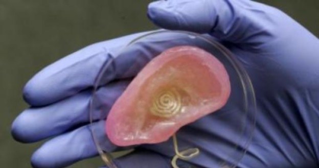 Bioniczne ucho działa jak prawdziwy organ /materiały prasowe