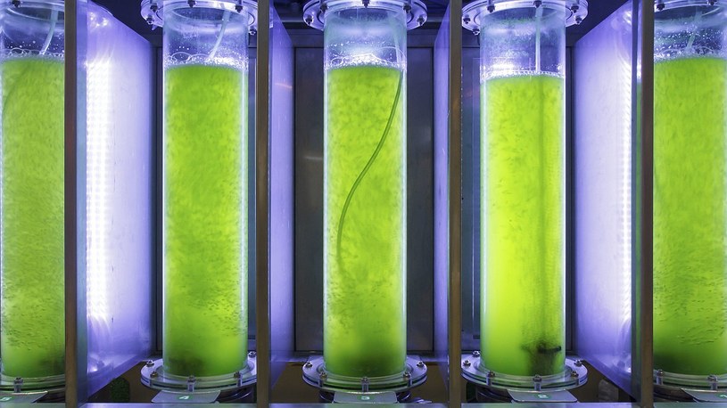 Bioreaktor zasilany glonami jest w stanie pochłonąć więcej CO2 niż drzewa /Geekweek