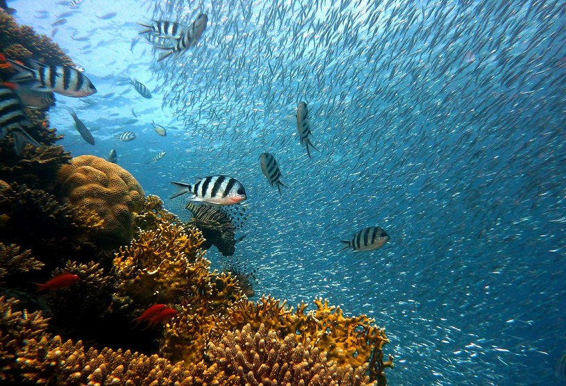 Bioróżnorodność w oceanach jest obecnie największa w historii /Pixabay.com