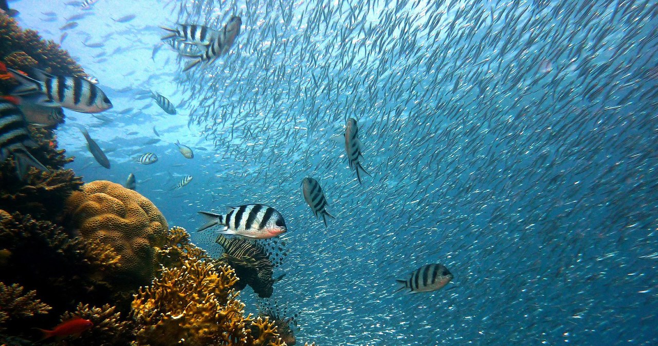 Bioróżnorodność w oceanach jest obecnie największa w historii /Pixabay.com