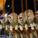 Bite małpy, kopane strusie. Polacy chcą uwolnić zwierzęta z cyrków 