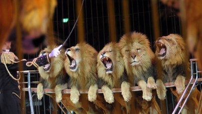 Bite małpy, kopane strusie. Polacy chcą uwolnić zwierzęta z cyrków 