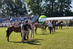 Bitwa regionów towarzysząca Dniom Konia Arabskiego w Janowie Podlaskim