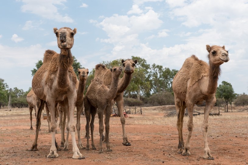 Biznesmen spod Trypolisu sprowadził 3 tys. wielbłądów z Australii. Nz. zwierzęta z farmy w Queensland /123RF/PICSEL