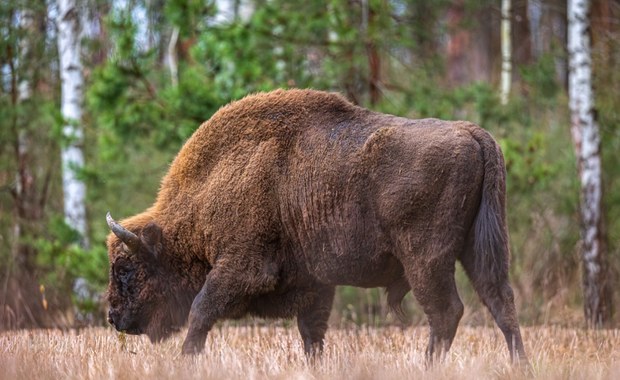 Bizon-uciekinier zastrzelony. Środowisko łowieckie: Zostało złamane prawo