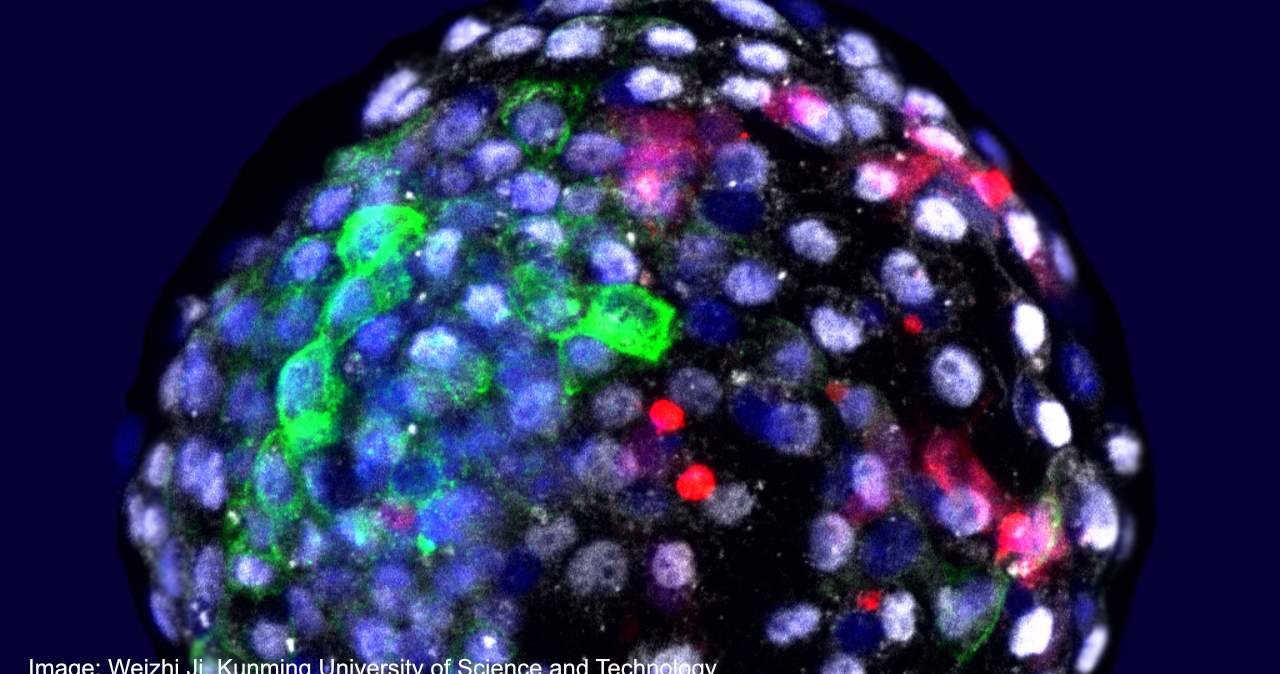 Blastocysta zawierająca ludzkie i małpie komórki /materiały prasowe