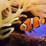 Błazenki, ryby znane z "Gdzie jest Nemo?", mogą wyginąć z powodu zmian klimatu 