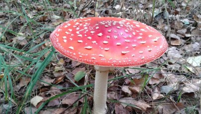 Błędy najczęściej popełniają wytrawni grzybiarze