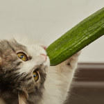 Błędy żywieniowe kota: Czym one grożą?