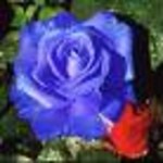 Błękitna róża
