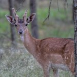 Bliski kuzyn jelenia zadomowił się w Polsce. Jest ich coraz więcej