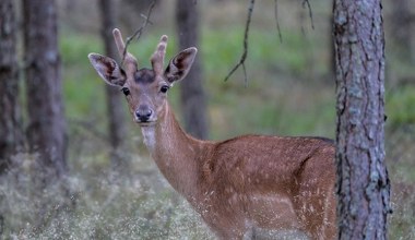 Bliski kuzyn jelenia zadomowił się w Polsce. Jest ich coraz więcej