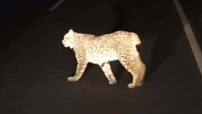 Bliskie spotkanie ratowników pogotowia... z rysiem [FILM]