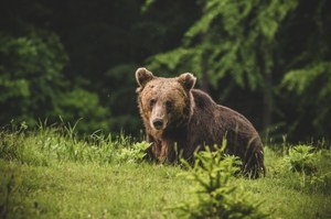 Bliskie spotkanie z niedźwiedziem. Ucieczka to nie jest dobry pomysł