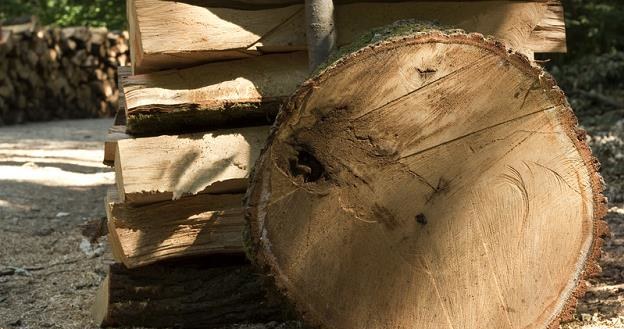 Blisko 15 tys m. sześć. luksusowego drewna trafi w przyszłym roku na aukcje /&copy; Panthermedia