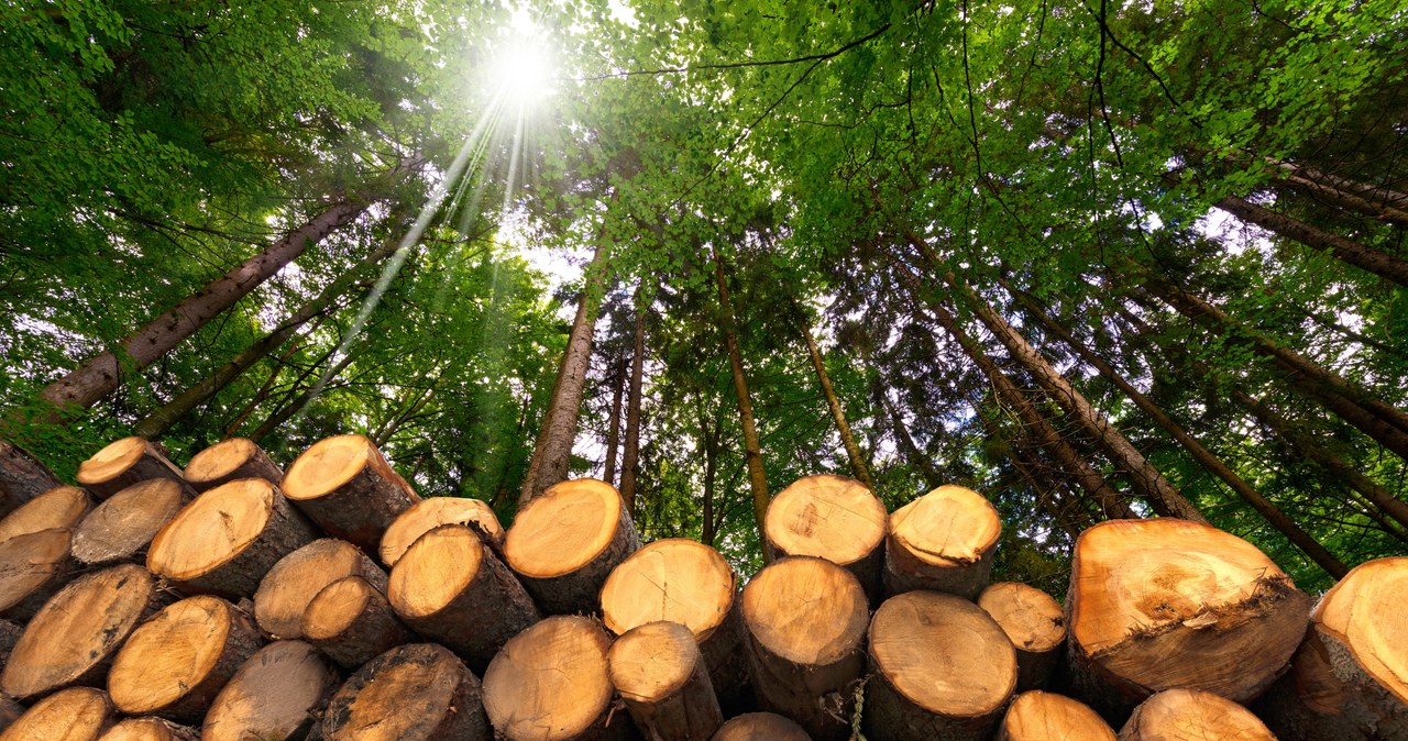 Blisko 28 mld zł rocznie utraconych przychodów, utrata pracy przez 70 tys. ludzi, likwidacja większej części ze 173 tys. firm w branży - takie według Polskiej Izby Gospodarczej Przemysłu Drzewnego miałyby być skutki wyłączenia z wycinki 20 proc. polskich lasów /123RF/PICSEL