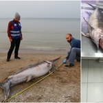 Blisko 3-metrowy miecznik znaleziony na plaży w Jantarze. Co robił w Bałtyku? 