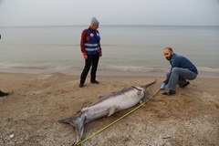 Blisko 3-metrowy miecznik znaleziony na plaży w Jantarze