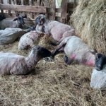 Blisko 30 owiec zagryzionych. Zarzuty dla właściciela psów