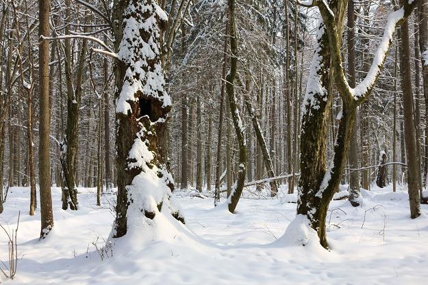 Blisko 7,5 tys. drzew wycięto w Nadleśnictwie Białowieża w 2016 r. /&copy;123RF/PICSEL