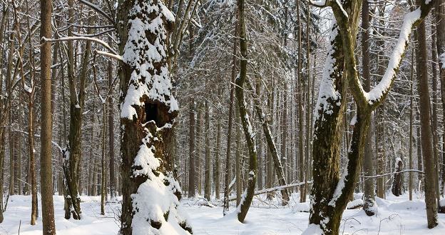 Blisko 7,5 tys. drzew wycięto w Nadleśnictwie Białowieża w 2016 r. /&copy;123RF/PICSEL