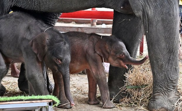Bliźnięta słoni przyszły na świat w Tajlandii. "To cud"