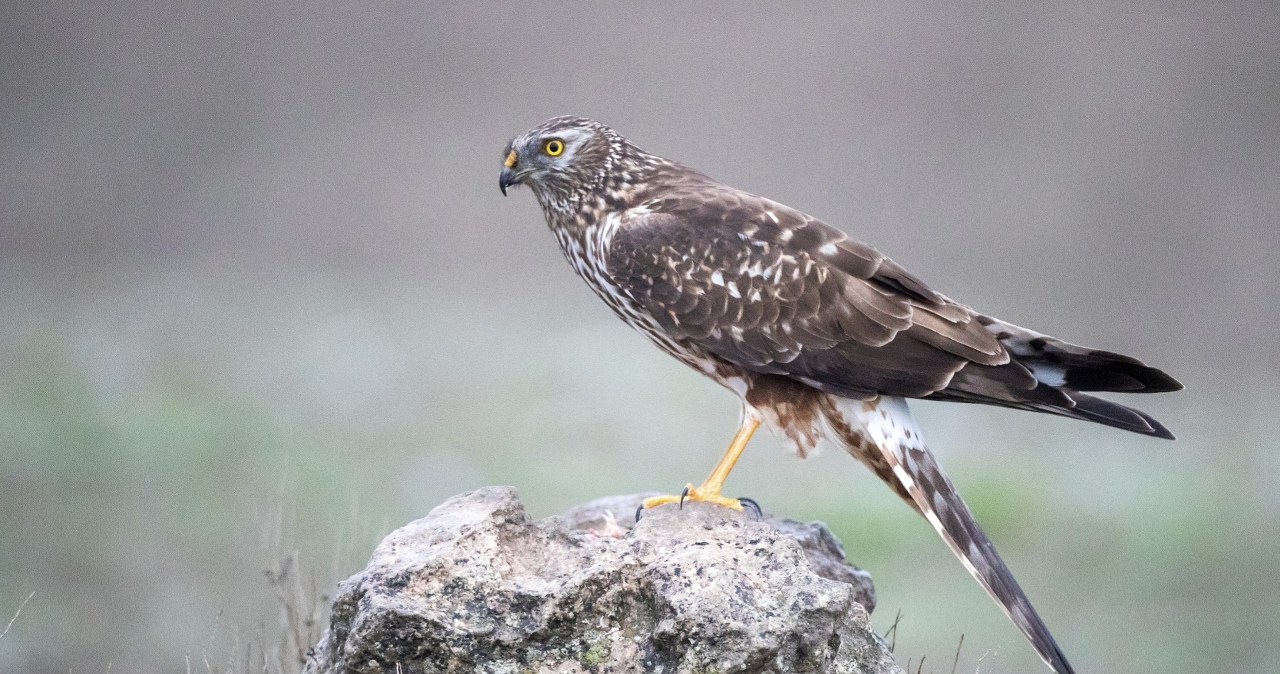 Błotniak zbożowy to jeden z najrzadszych ptaków lęgowych /BIA / imageBROKER /Agencja FORUM