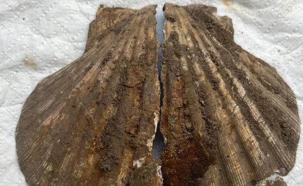 Błoto pełne niespodzianek. Po papieskiej bulli znaleźli muszlę średniowiecznego pielgrzyma