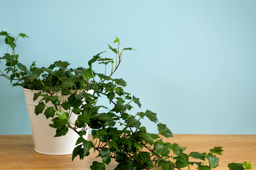 Bluszcz jest bujną rośliną, która dodatkowo zapewni czyste powietrze /123RF/PICSEL