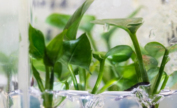 Bluszcz z genem królika oczyści nam powietrze