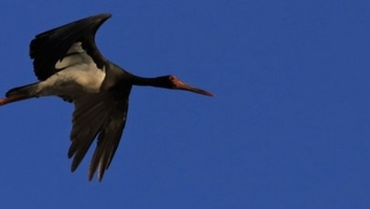 Błyskawicznie dotarł do Afryki. Leśnicy szukają imienia dla wyjątkowego bociana