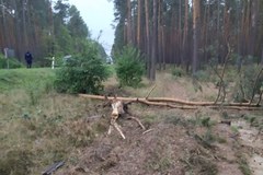 BMW rozbite w lesie