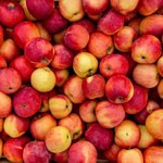 BNP Paribas: W Polsce nadal wysokie zapasy jabłek deserowych