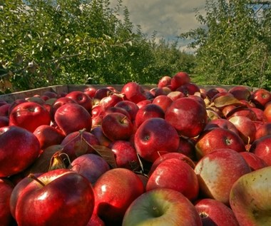 BNP Paribas: Wyjątkowy zbieg okoliczności na rynku koncentratu jabłkowego 