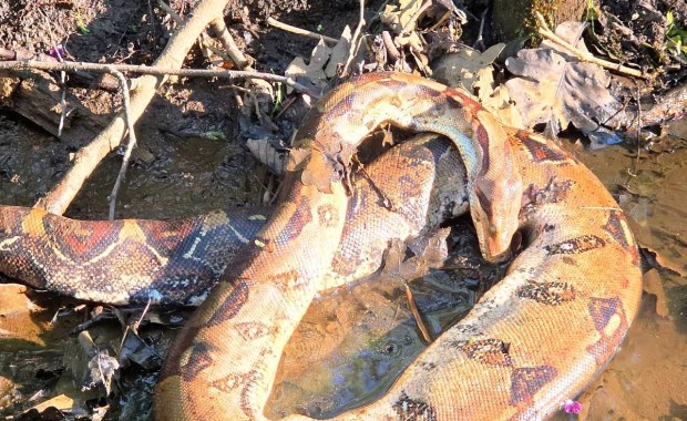 Boa dusiciel w parku. Szokujące odkrycie strażników miejskich w Tychach