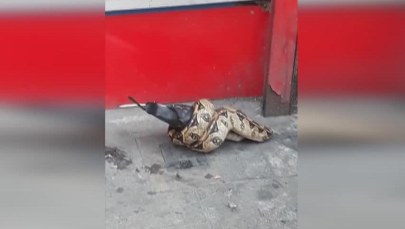 Boa dusiciel zjadał ptaka na oczach przechodniów. "Ktoś znalazł martwego gołębia i dał go wężowi"