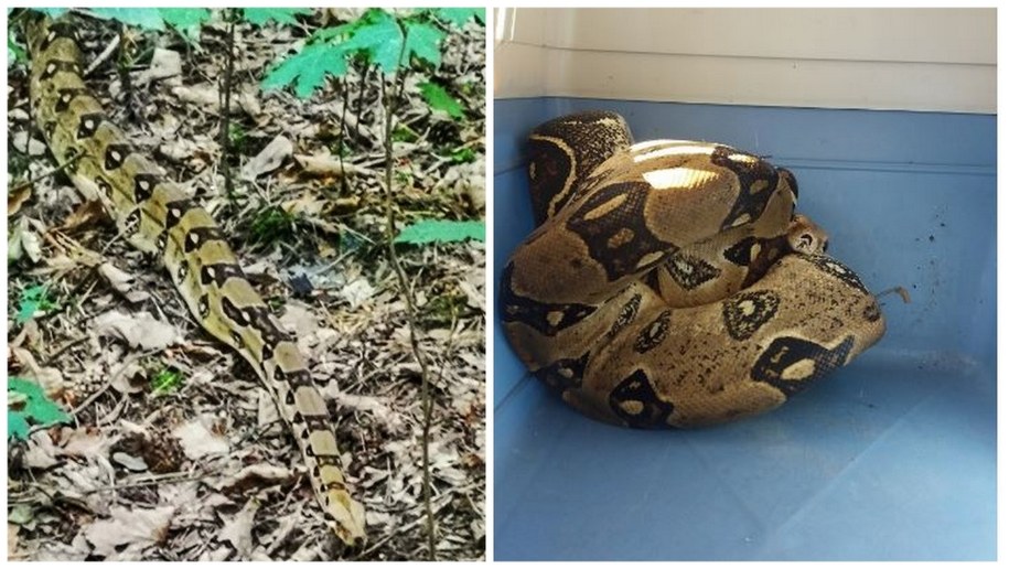 Boa dusiciel znaleziony w pobliżu placu zabaw /Straż Miejska w Poznaniu /Straż Miejska