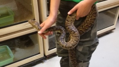 Boa kubański wygrzewał się na kamieniu nad Wisłą w Warszawie