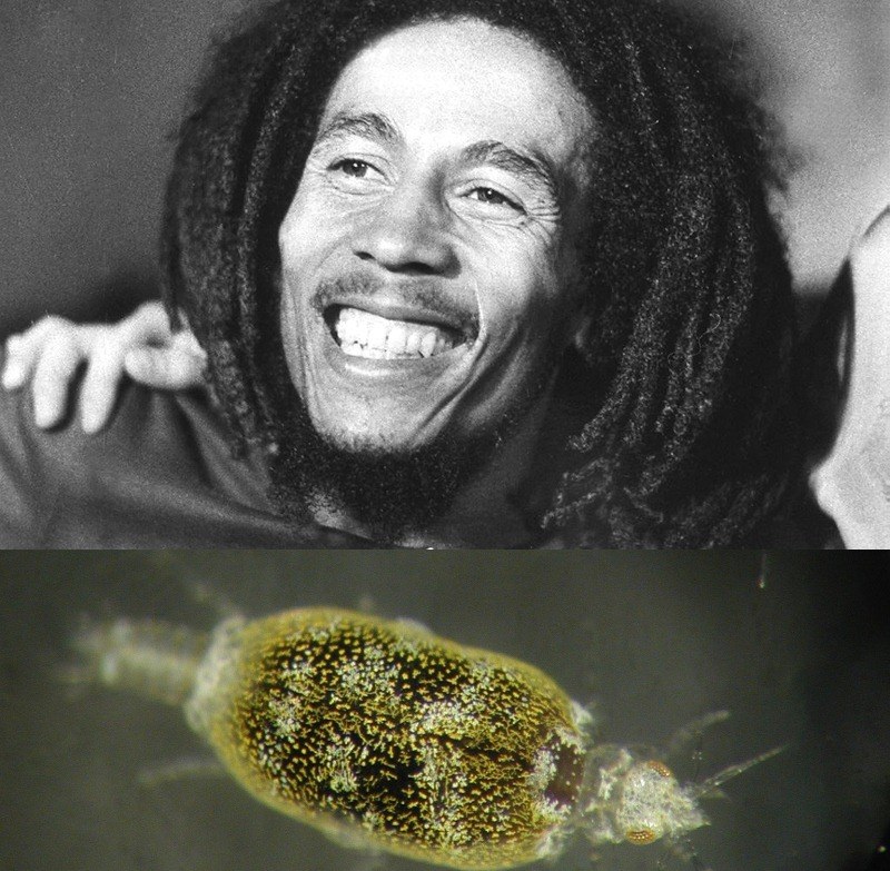 Bob Marley i pasożyt nazwany jego imieniem /AFP