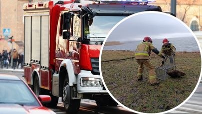 Bóbr spacerował w centrum Giżycka. Odłowili go strażacy