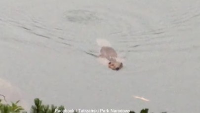 Bóbr w Morskim Oku. TPN opublikował nagranie
