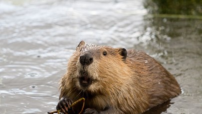 Bóbr z Morskiego Oka przetrwał kolejną zimę