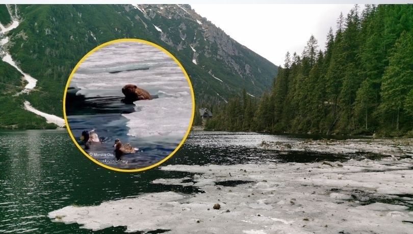 Bóbr z Morskiego Oka //Tatrzański Park Narodowy, FB /Shutterstock
