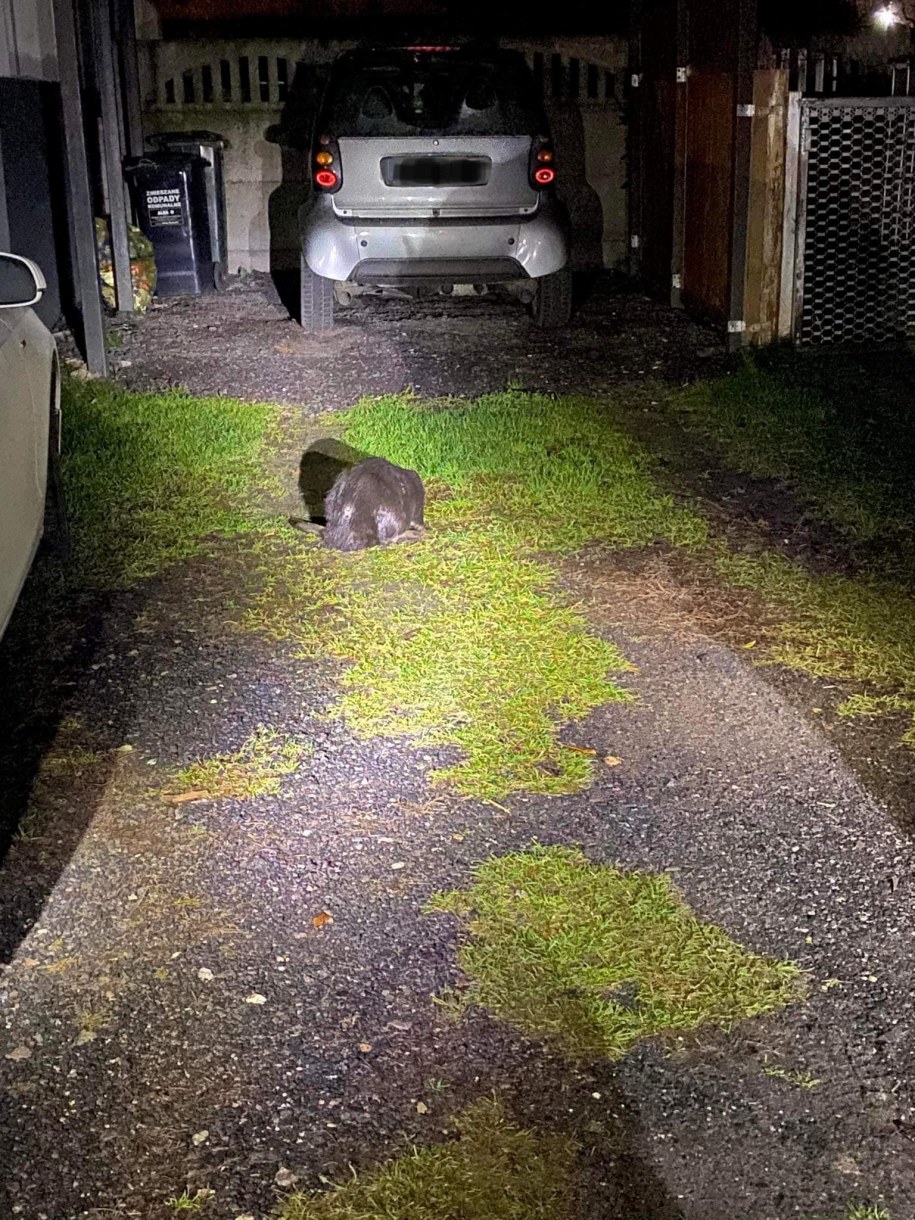 Bóbr znaleziony na posesji /OSP KSRG Szamocin /