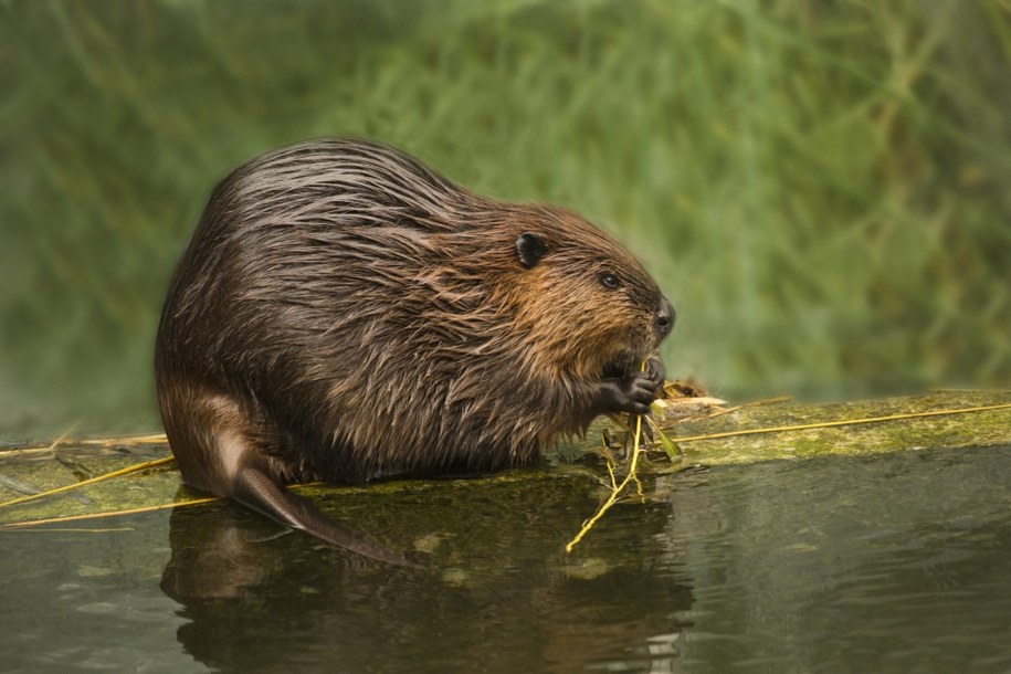 Bóbr /Shutterstock