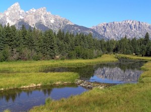 Bobry mogą pomóc w zwalczaniu skutków zmian klimatu. Wystarczy przenieść je w górny odcinek rzeki