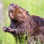 Bobry "odkurzają" masę dwutlenku węgla. Szwajcarzy mają dowody