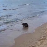 Bobry w Sopocie. Polubiły plażę nad morzem