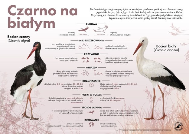 Bocian czarny i bocian biały - najważniejsze różnice /Regionalna Dyrekcja Lasów Państwowych w Łodzi /Materiały prasowe