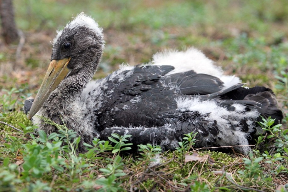 Bocian czarny - pisklę /	Tomasz Wojtasik /PAP